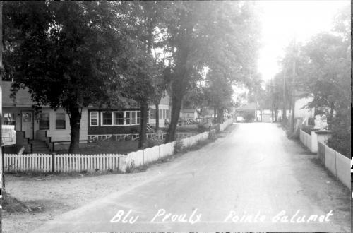 Owl Image